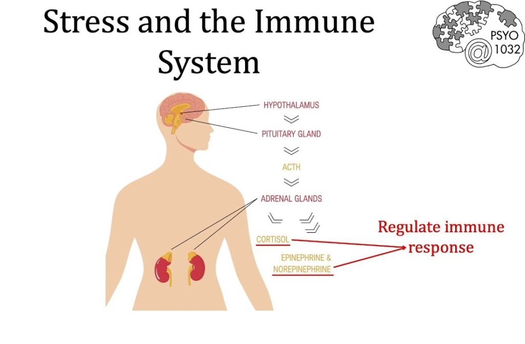 Stress and Its Impact on the Immune System